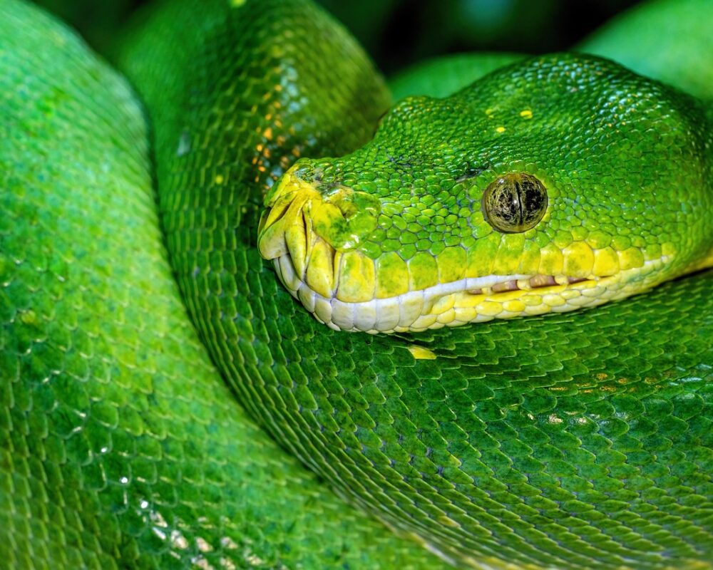 Utforska hur Python står starkt i dagens teknologiska landskap - Bild.