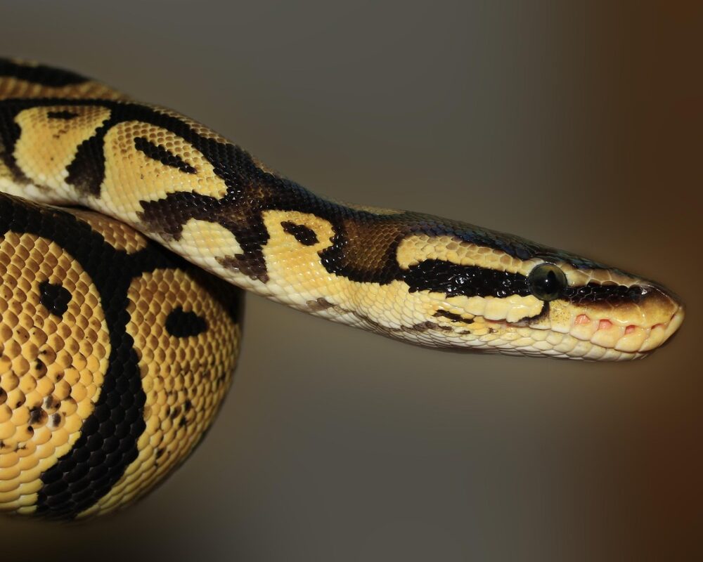 Utforska Pythons universum av möjligheter - Bild.